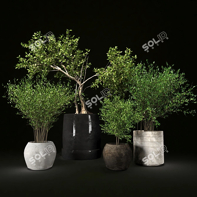 Decorative Indoor Plant Collection 3D model image 2
