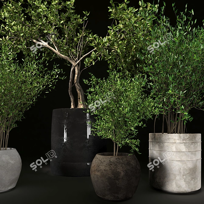 Decorative Indoor Plant Collection 3D model image 4