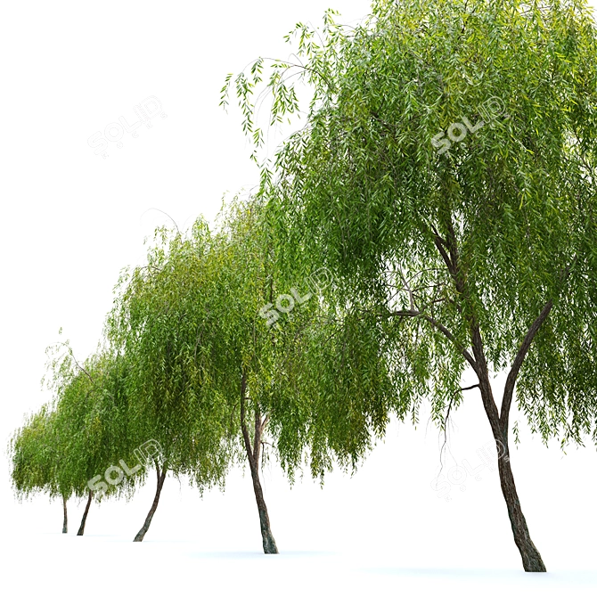 Graceful Weeping Willow Tree 3D model image 3