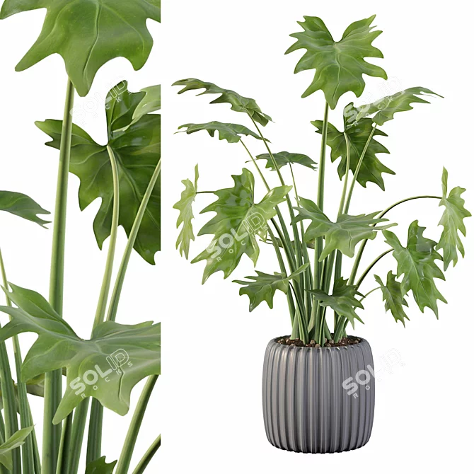 Stunning Philodendron Xanadu 1: 3D Model & Textures 3D model image 1