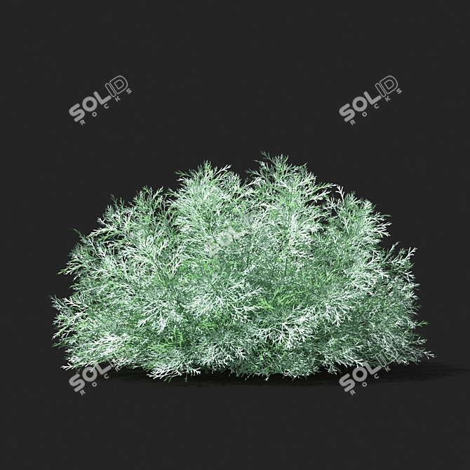Schmidt Shrub: Exquisite Artemisia 3D model image 3