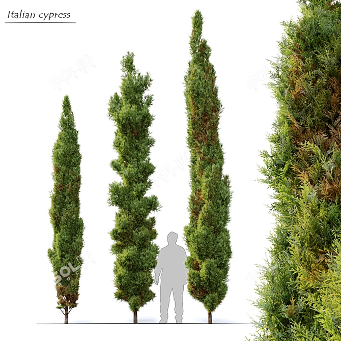 Mediterranean Cypress: 3 Height Options 3D model image 1