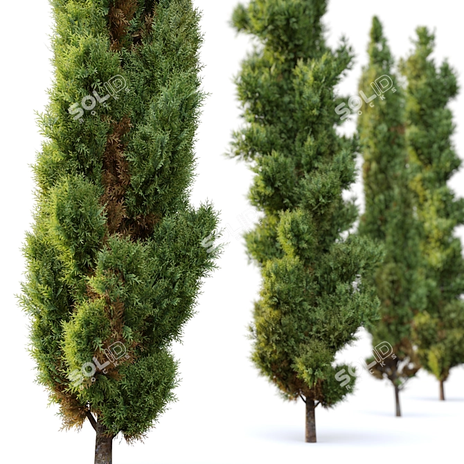 Mediterranean Cypress: 3 Height Options 3D model image 4