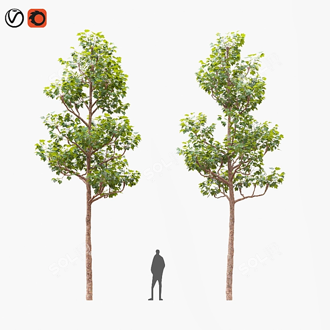 Tall Pruned Planetree, 9.6m 3D model image 1