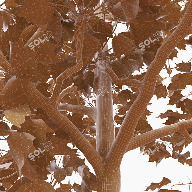 Tall Pruned Planetree, 9.6m 3D model image 4