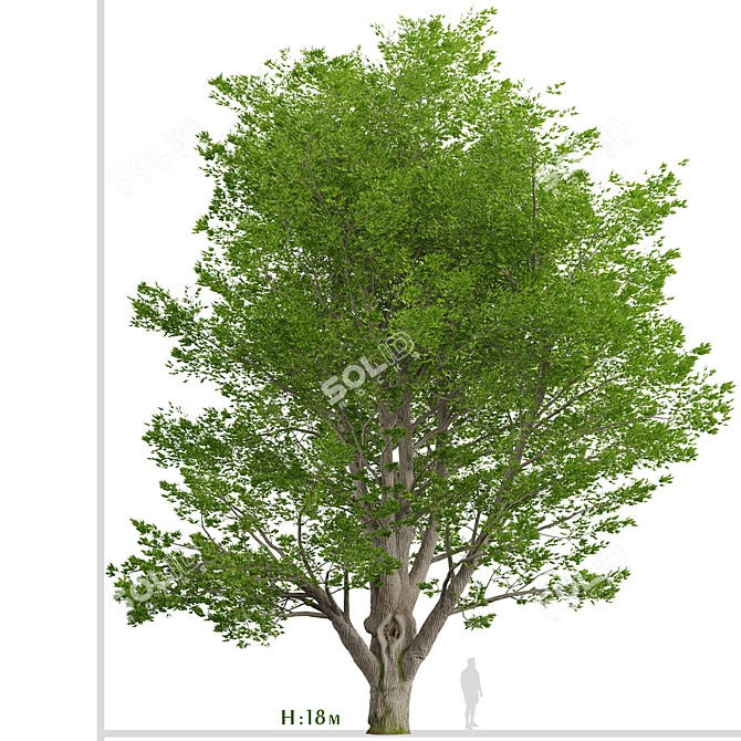 Tall Fraxinus Americana Tree 3D model image 1