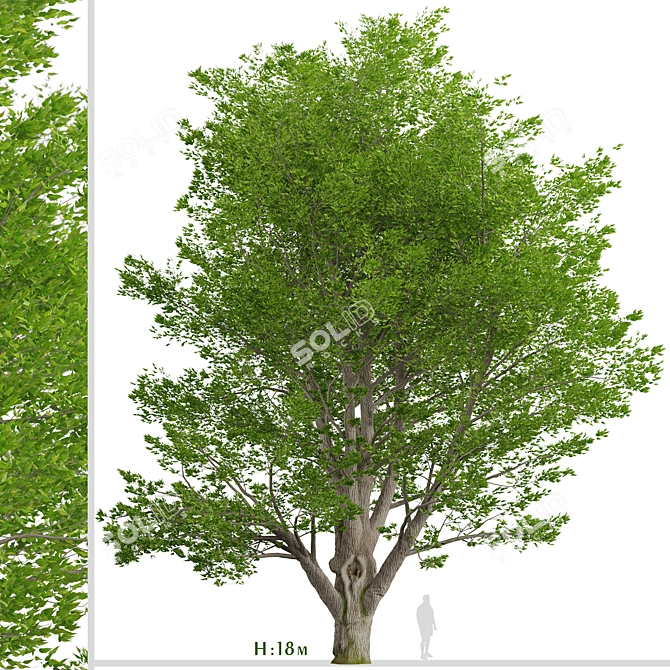 Tall Fraxinus Americana Tree 3D model image 2