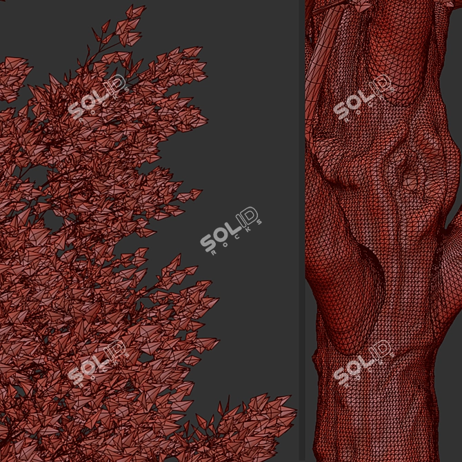 Tall Fraxinus Americana Tree 3D model image 6