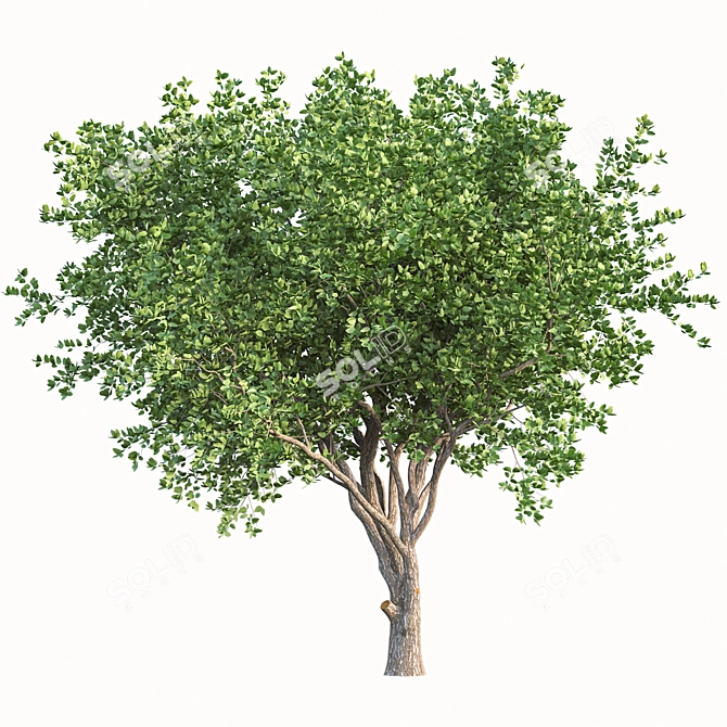 Camphor Tree Set with Tree Grill 3D model image 2