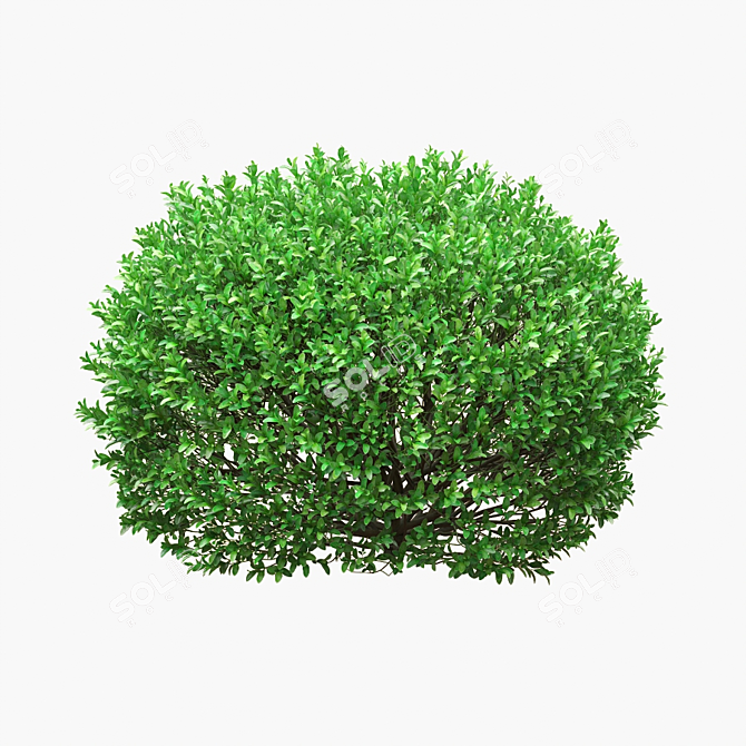 Boxwood Ball Bushes - Set of 5 3D model image 3