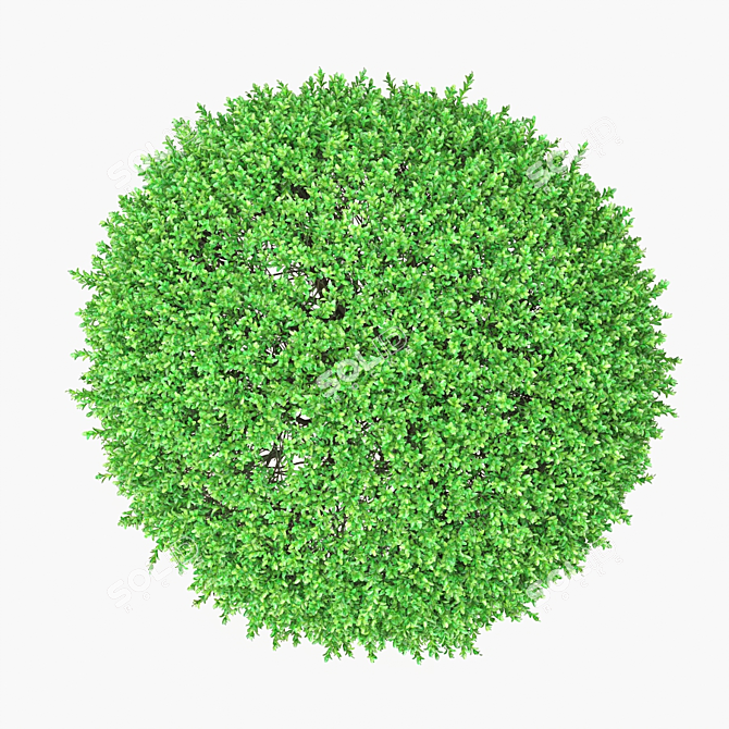 Large Boxwood Ball Bushes - Set of 2 3D model image 3