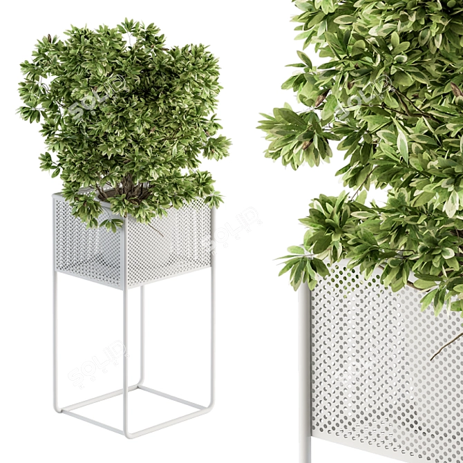 Exquisite Indoor Plant Set 3D model image 2