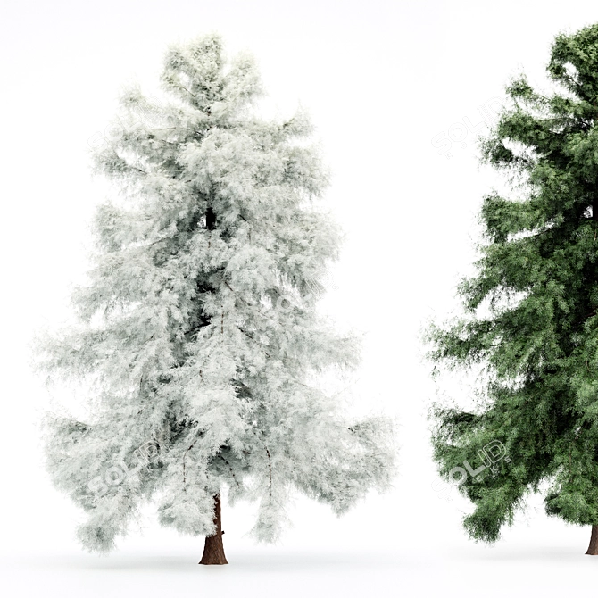 Alaska Cedar: From Spring to Winter 3D model image 2