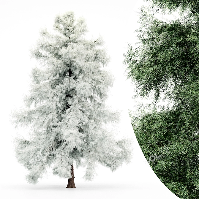 Alaska Cedar: From Spring to Winter 3D model image 4