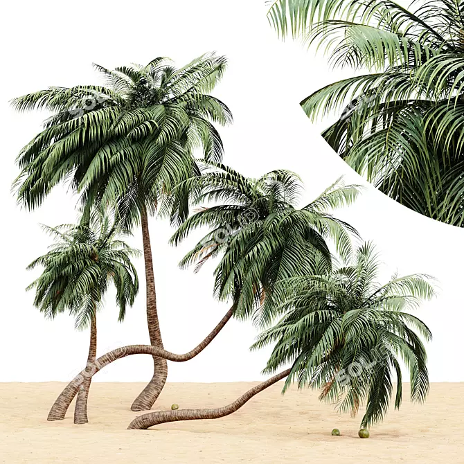 Tropical Paradise: 4 Coconut Palms 3D model image 1