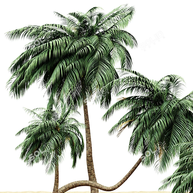 Tropical Paradise: 4 Coconut Palms 3D model image 2