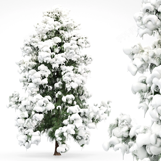 Frosty Beauty: Alaska Cedar Winter 3D model image 1