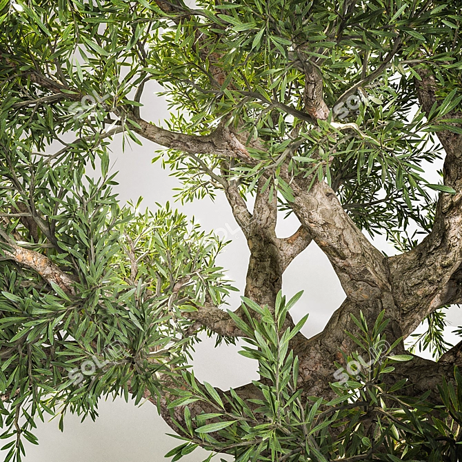 Elegant Olive Tree Sculpture 3D model image 2