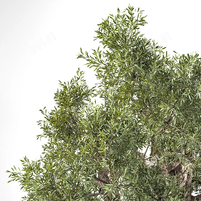  Elegant Olive Tree Sculpture 3D model image 3