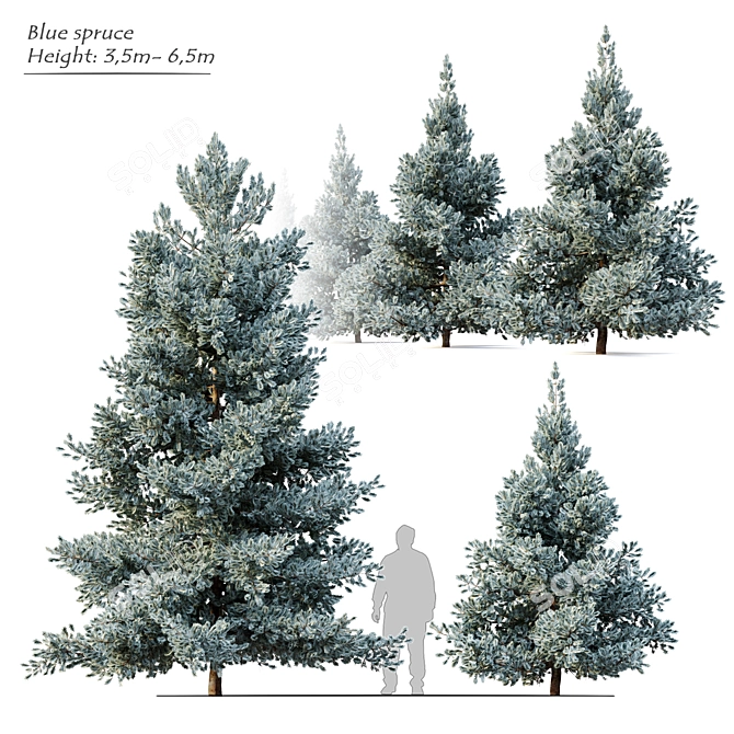 Norway Blue Spruce: Vray Material, 3.5m-6.5m Height 3D model image 1