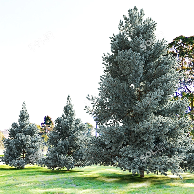 Norway Blue Spruce: Vray Material, 3.5m-6.5m Height 3D model image 2