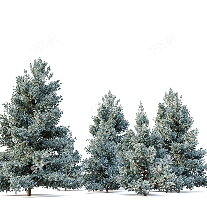 Norway Blue Spruce: Vray Material, 3.5m-6.5m Height 3D model image 3