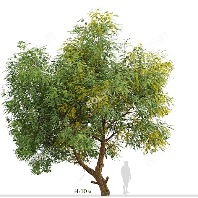 Fast-growing Chinese Elm Tree - Elegant and Versatile 3D model image 1