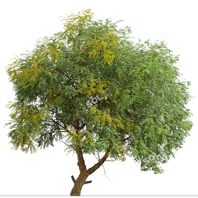 Fast-growing Chinese Elm Tree - Elegant and Versatile 3D model image 2