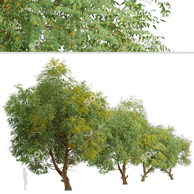 Fast-growing Chinese Elm Tree - Elegant and Versatile 3D model image 4