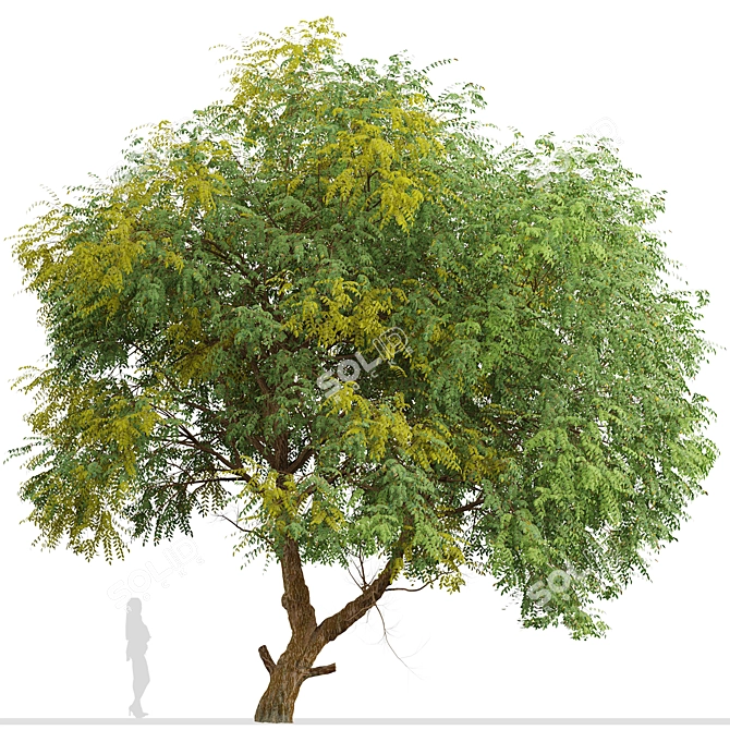 Fast-growing Chinese Elm Tree - Elegant and Versatile 3D model image 5