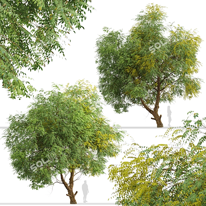 Fast-growing Chinese Elm Tree - Elegant and Versatile 3D model image 6