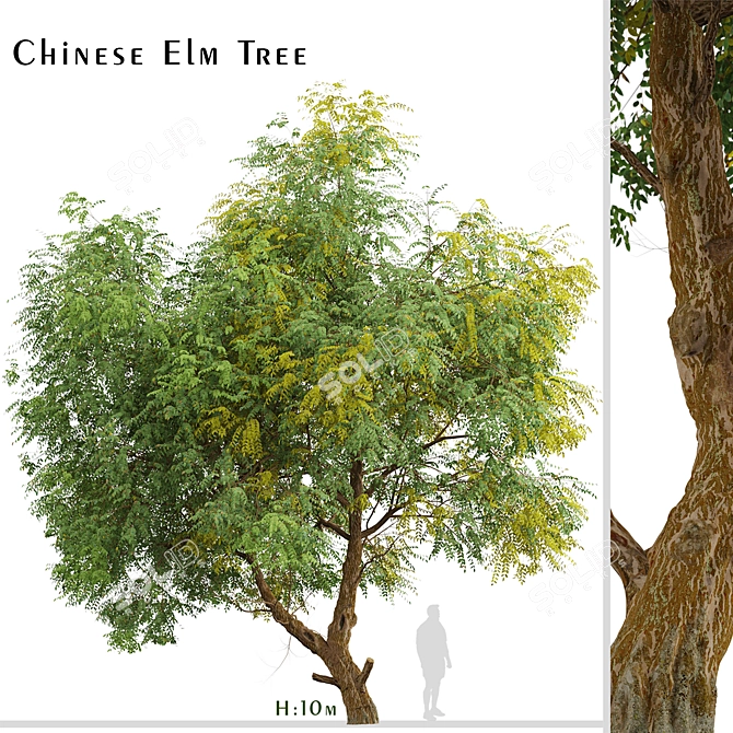 Fast-growing Chinese Elm Tree - Elegant and Versatile 3D model image 7