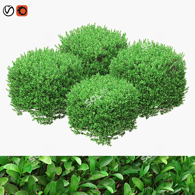 4 Square Boxwood Bushes - 84-102cm 3D model image 1