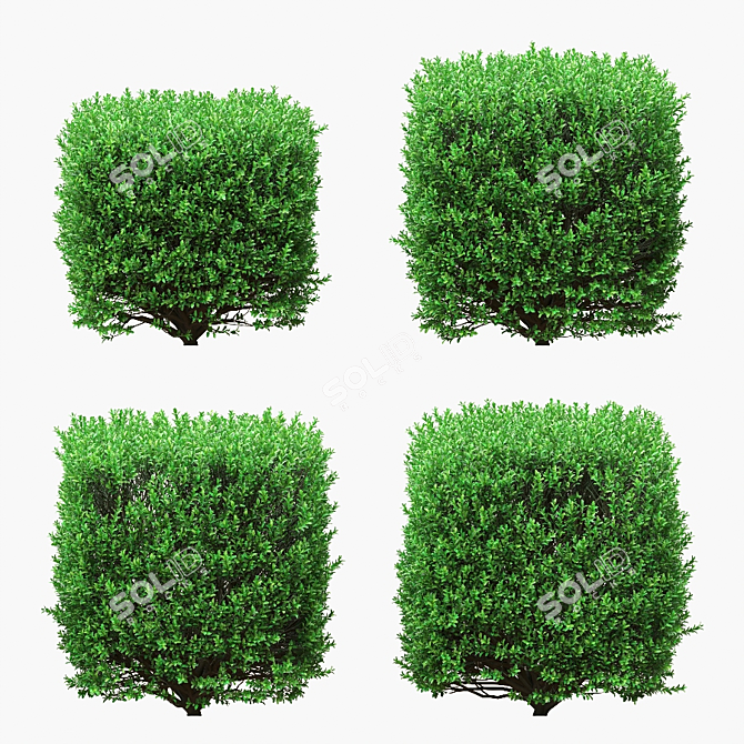 4 Square Boxwood Bushes - 84-102cm 3D model image 2