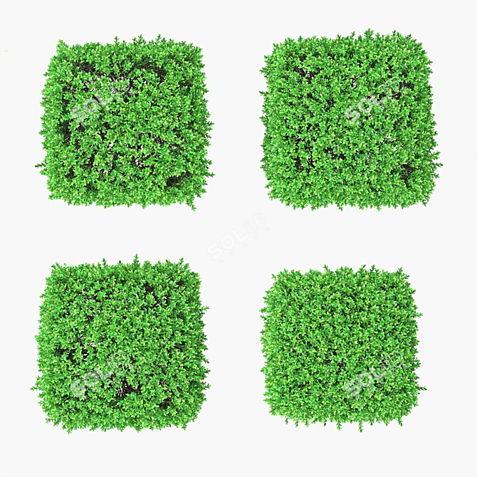 4 Square Boxwood Bushes - 84-102cm 3D model image 3