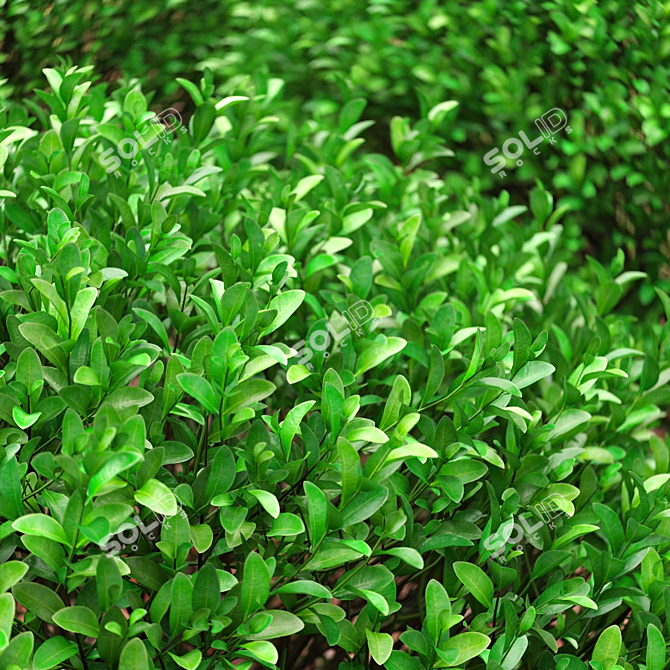 4 Square Boxwood Bushes - 84-102cm 3D model image 4