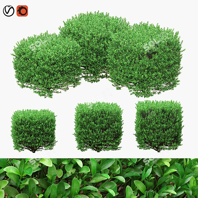 4 Square Boxwood Bushes - 84-102cm 3D model image 6