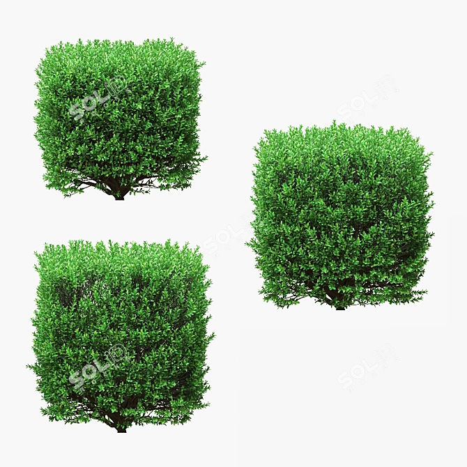 4 Square Boxwood Bushes - 84-102cm 3D model image 7