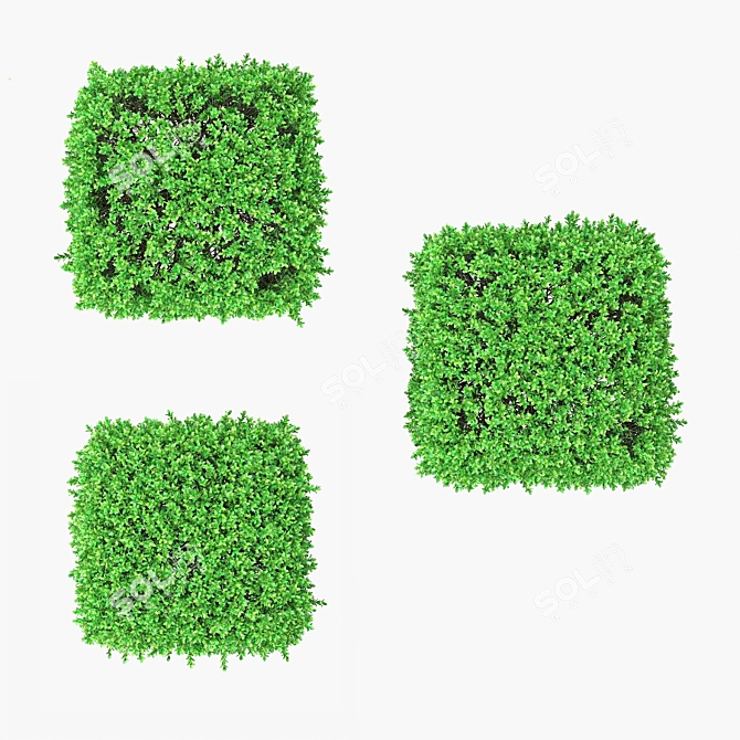 4 Square Boxwood Bushes - 84-102cm 3D model image 8