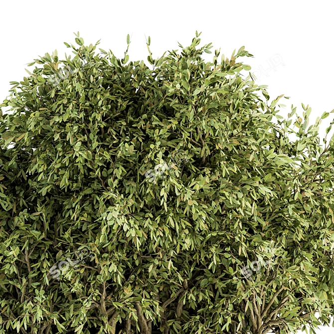 Lush Ficus Bush - Complete Set 3D model image 3