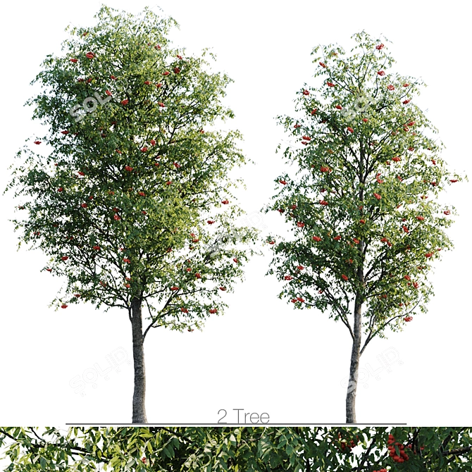 Sorbus 4.5m & 3.8m: 900 Polys 3D model image 1