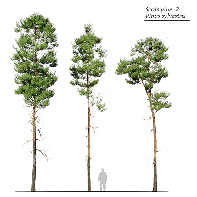 Premium Scots Pine Tree - Vray Material - Height 17.5m 3D model image 1