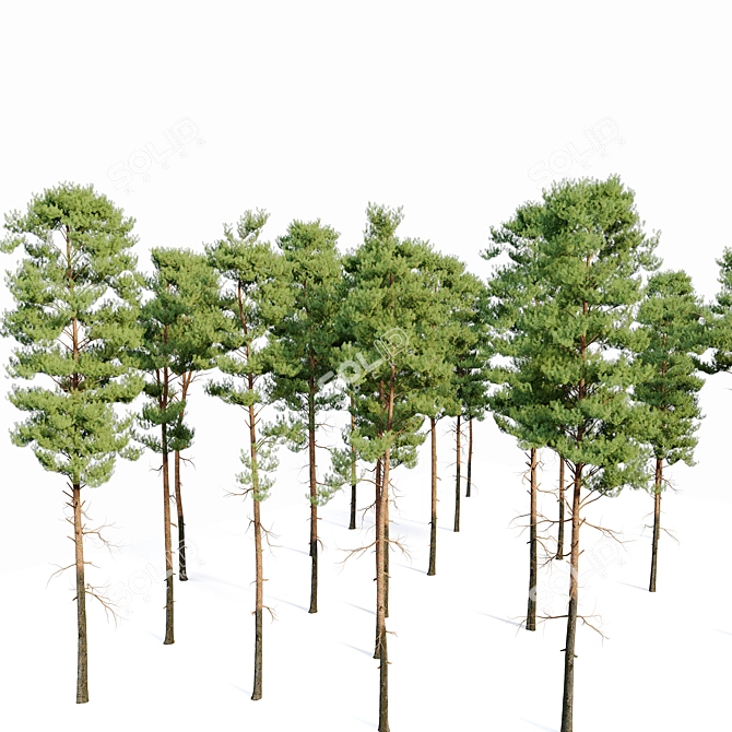 Premium Scots Pine Tree - Vray Material - Height 17.5m 3D model image 3