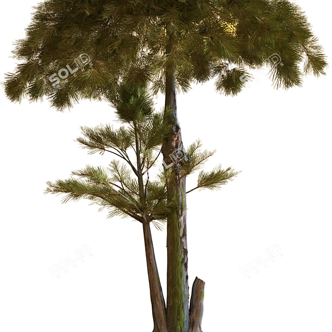 Sculpted Tree 2015 3D model image 3