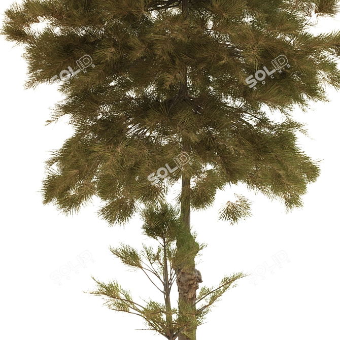 Sculpted Tree 2015 3D model image 4