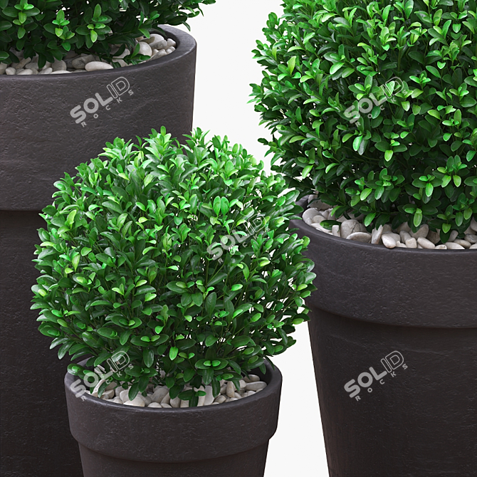 Three Round Boxwood Bushes in Ceramic Pots. 3D model image 2