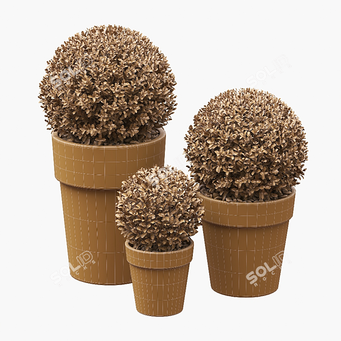 Three Round Boxwood Bushes in Ceramic Pots. 3D model image 4