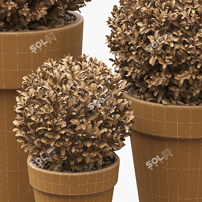 Three Round Boxwood Bushes in Ceramic Pots. 3D model image 5