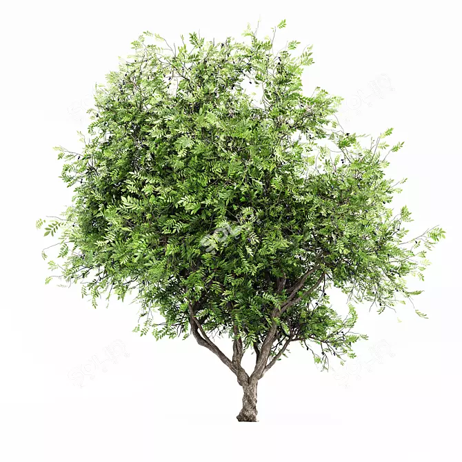 African Olive Tree: Stunning 3D Model 3D model image 1