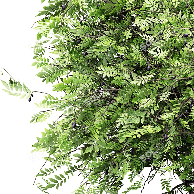 African Olive Tree: Stunning 3D Model 3D model image 3